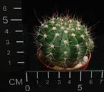Acanthocalycium spiniflorum v. violaceum