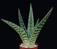 Aloe variegata seme