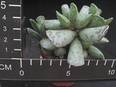 Adromischus trigynus