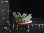 Adromischus schuldtianus