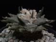 Ariocarpus retusus