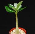 Adenium obesum