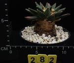 Ariocarpus elongatus