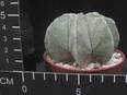 Astrophytum myriostigma