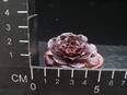 Aeonium arboreum atropurpureum