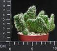 Austrocylindropuntia subulata cristata
