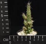Austrocylindropuntia subulata