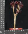 Aeonium arboreum atropurpureum