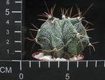 Astrophytum ornatum v mirbelii