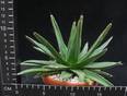 Agave victoria reginae