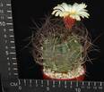Astrophytum se nile Viesca