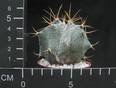Astrophytum ornatum