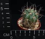 Acanthocalycium minutum 2772