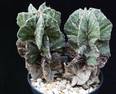 Astrophytum myriostygma