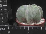 Astrophytum myriostigma