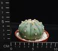 Astrophytum asterias