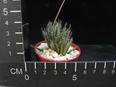 Aloe haworthioides