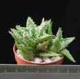 Aloe squarosa