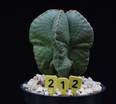 Astrophytum myriostygma nudum
