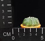Astrophytum asteriasxmyriostigma f.nudum