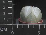 Astrophytum coahuilense