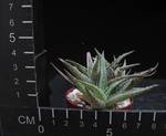 Aloe descoingsii