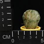 Astrophytum capricorne minor
