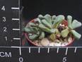 Aloinopsis schonesii
