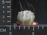 Astrophytum niveum cinegas