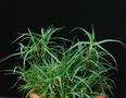 Aloe arborescens