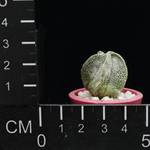 Astrophytum coahuilensis