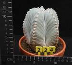 Astrophytum myriostigma