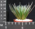 Aloe haworthioides