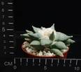 Ariocarpus retusus furfuraceus