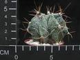 Astrophytum ornatum v mirbelii