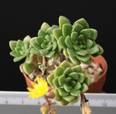 Aeonium lindleyi