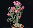 Adenium obesum