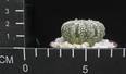 Astrophytum asterias supercabuta