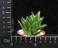 Aloe squarosa