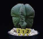 Astrophytum myriostygma nudum