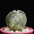 Astrophytum coahuilensis