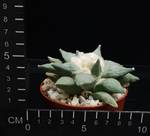 Ariocarpus retusus furfuraceus