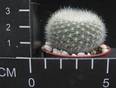 Brasilicactus haselbergii