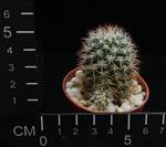 Bartschella schumannii v. globosa
