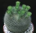 Brasilicactus graessneri