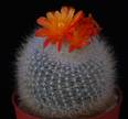 Brasilicactus haselbergii