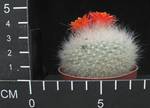 Brasilicactus haselbergii