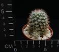 Bartschella schumannii v. globosa