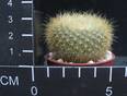 Brasilicactus graessneri