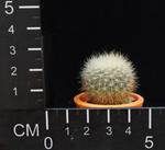 Brasilicactus graesneri